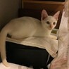 オッドアイの白猫♂ましゅまろくん サムネイル4