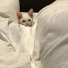 オッドアイの白猫♂ましゅまろくん サムネイル5