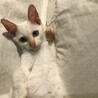オッドアイの白猫♂ましゅまろくん サムネイル6