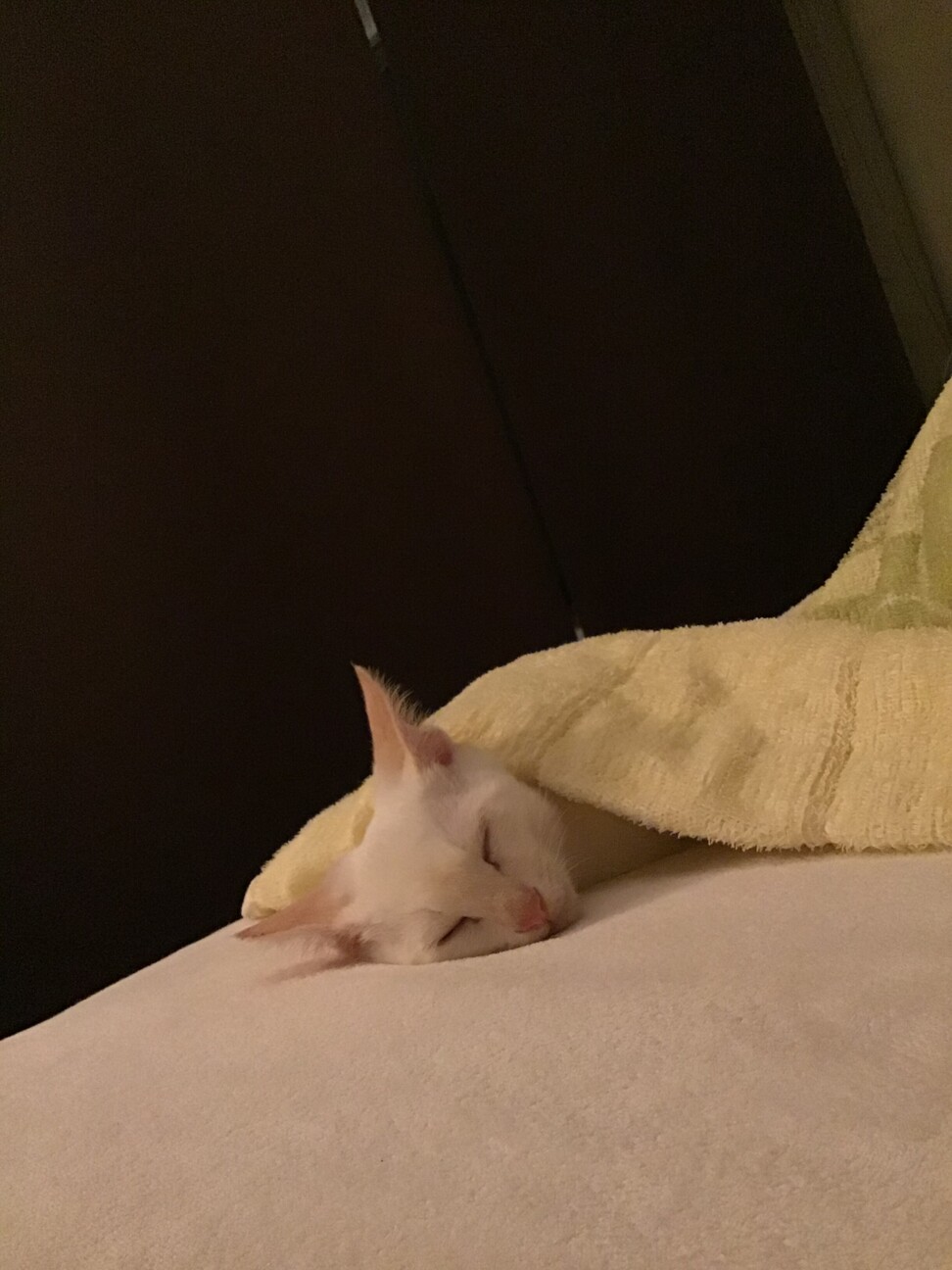 オッドアイの白猫♂ましゅまろくん サムネイル7