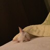 オッドアイの白猫♂ましゅまろくん サムネイル7