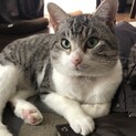 推定１歳半の甘えん坊の男の子です。