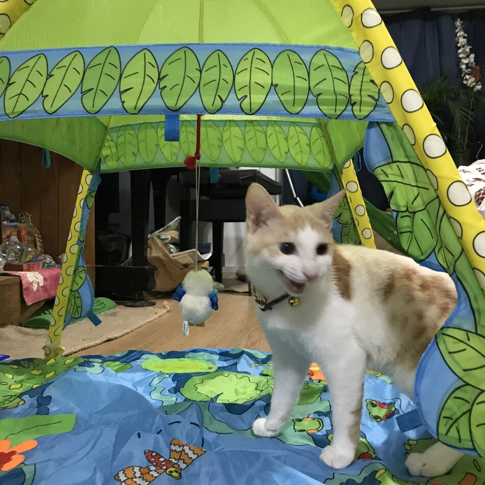 ルークのカバー写真
