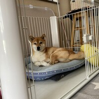 ハナ