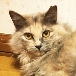 おっとり甘えん坊の長毛アッシュ三毛ちゃん＊クララ