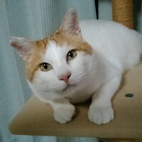 たま
