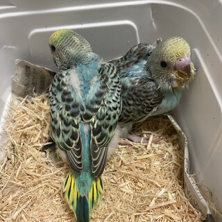 セキセイインコ　ヒナ　2羽