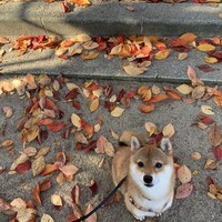 鶴
