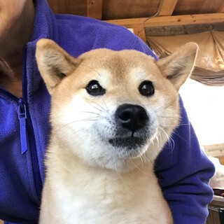 小さくて美しい柴犬「ちゃな」ちゃん2歳の女子