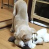 相棒のスヌーピー