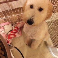 コバヤシロン