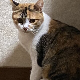 美しい三毛猫　ミーア