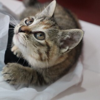 わたちのママはどこかにゃ♡