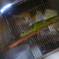 グリーンイグアナ里親募集(検討中につき一時停止)