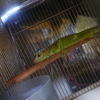 グリーンイグアナ里親募集(検討中につき一時停止)