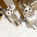 里親さん決まりました！パステル三毛姉妹、里親募集。