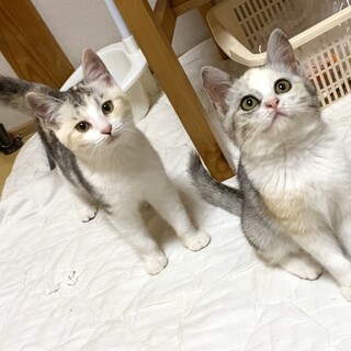 里親さん決まりました！パステル三毛姉妹、里親募集。
