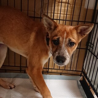 この子を助けてください。