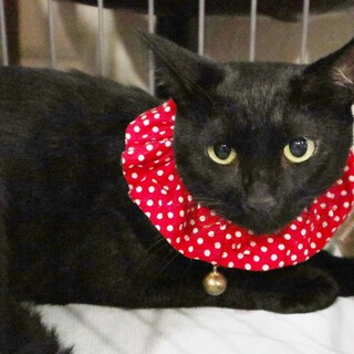 お寺で４匹の子供を出産し育てたママ