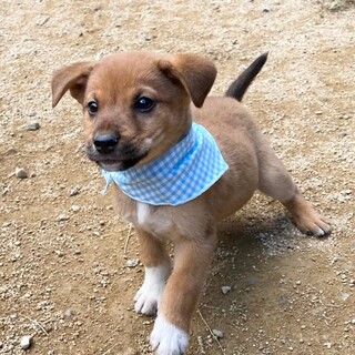 懐っこくて陽気なミルクくん　2ヶ月