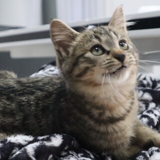 ぼくもママをさがしているにゃ