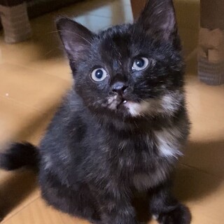 モフモフ、ゴロニャンの超可愛い子