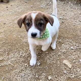 穏やか甘えん坊　可愛い　パッ君　2ヶ月