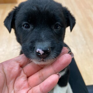 プクプクムッチリ曙くん☆家族を探してます。