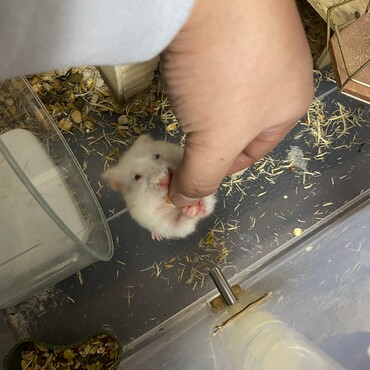ママハムちゃん