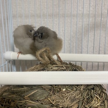錦華鳥のきんちゃんとチュンちゃん