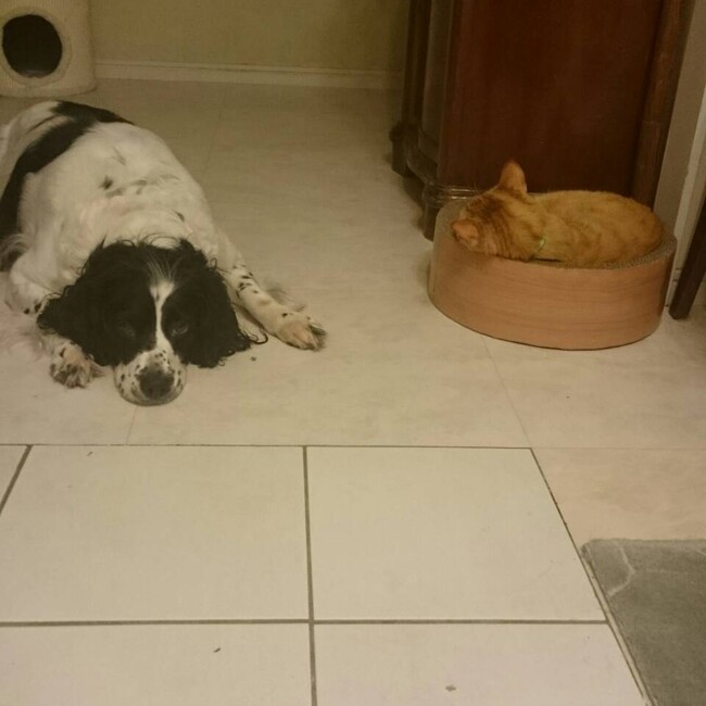 ぼりぎんたけのカバー写真