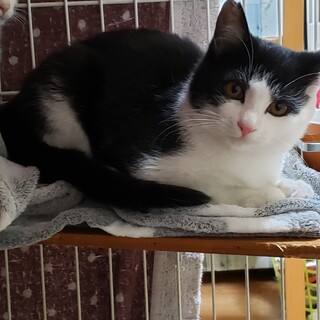 推定5ヶ月♂活発、食欲旺盛、美形男子