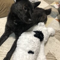 なすび