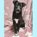 優作くん♂4ヶ月の元気な子犬