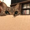kato_875