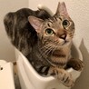ノリス