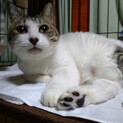 飼い主入院、物件立ち退き期限アリ。甘々ふわちゃん