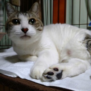 飼い主入院、物件立ち退き期限アリ。甘々ふわちゃん