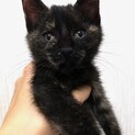 生後約１カ月ブラックヘアー子ねこちゃん