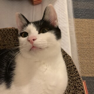 お膝に乗る甘えんぼ白黒兄妹！