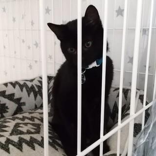 保護猫を迎えよう！No.79くん！