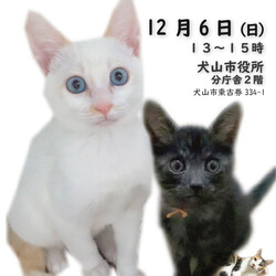 ねこの譲渡会@犬山市役所
