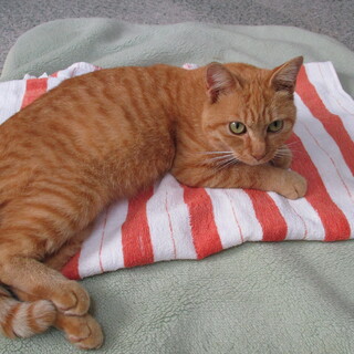 急募！　茶トラのオス猫の里親様になってくださる方！