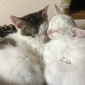 白猫　キジシロ　２匹揃っての引き取り希望
