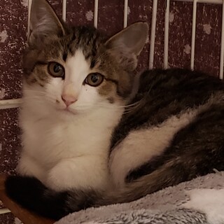 推定5ヶ月キジ白おっとり美人♀口元セクシーホクロ