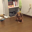 里親になって頂ける方を探しています