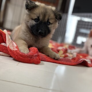 里親さん決定、山口県モフモフ子犬