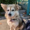 ふじのみずえ