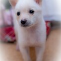 交渉中の為お待ちいただいてます