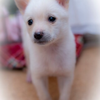 交渉中の為お待ちいただいてます